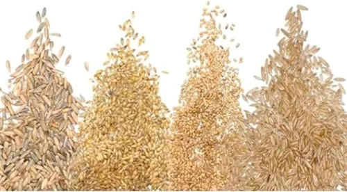Miniatura 9 de Semillas de hierba de gato para cultivar Mezcla de 4 vías, centeno, trigo, avena y cebada Fabricado en Estados Unidos, se envía desde Iowa.