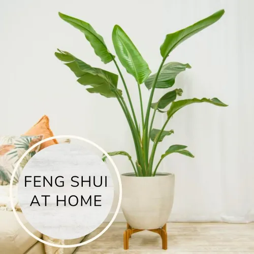Miniatura 6 de Bird of Paradise Plants Live (paquete de 4), plantas Strelitzia con flores perennes de naranja (2) y blancas (2), plantas de interior/exterior