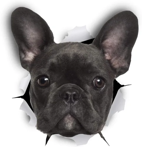 Miniatura 8 de Winston & Bear Calcomanías 3D para perros, paquete de 2 unidades, calcomanías de bulldog francés blanco y negro para pared, nevera, inodoro y más