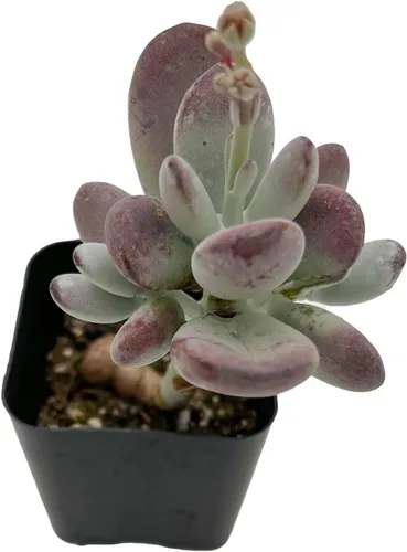 Miniatura 13 de Sprout N Green Pachyphytum compactum, 1 planta suculenta viva totalmente enraizada en macetas de 2 pulgadas con mezcla de tierra, planta de casa