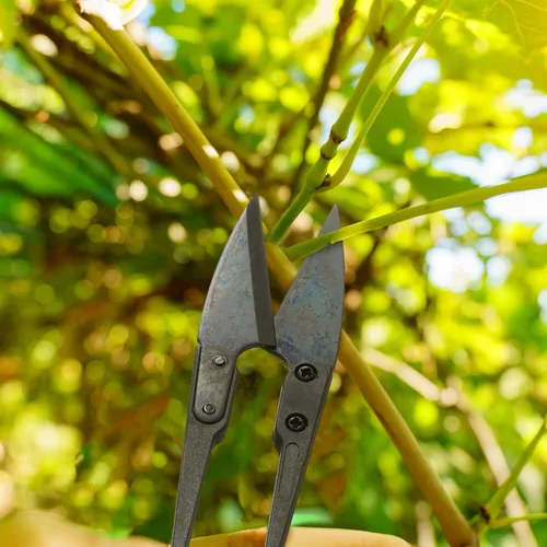 Miniatura 7 de Therwen 48 tijeras de podar bonsái de 4 pulgadas, tijeras de coser a granel, recortadoras de hojas pequeñas, tijeras de podar brotes en forma de U