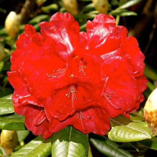 Miniatura 16 de Grandes plantas de rododendro blanco brillante de 1 galón vivas, plantas de azalea de 1 a 3 años de edad, arbustos vivos para plantar, muy bien