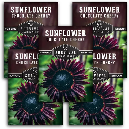 Miniatura 12 de Semillas de girasol de cereza chocolate para plantar Raras flores negras burdeos de 1,8 a 2,1 metros, gigantes sin OMG autóctonas - Semillas