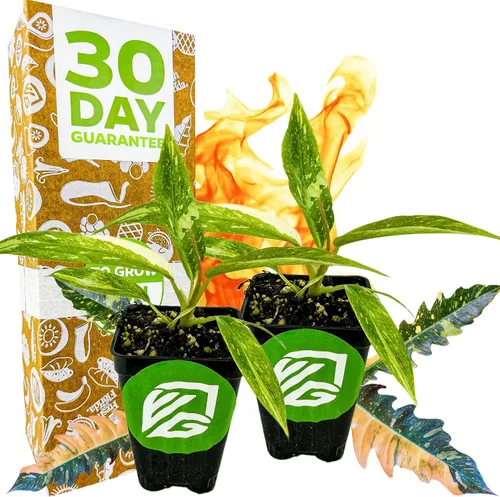 Miniatura 7 de Philodendron Prince of Orange - Philodendron by Wellspring Gardens - Vibrante y fácil cuidado para interiores - Planta exterior con color dinámico