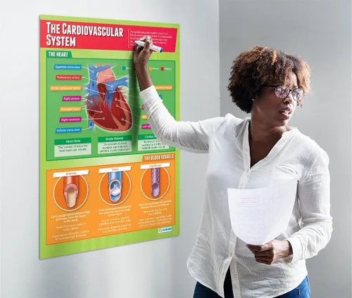 Miniatura 3 de Daydream Education Póster del sistema cardiovascular – Papel brillante – FORMATO GRANDE 33 x 23.5 pulgadas – Decoración de aula de educación física