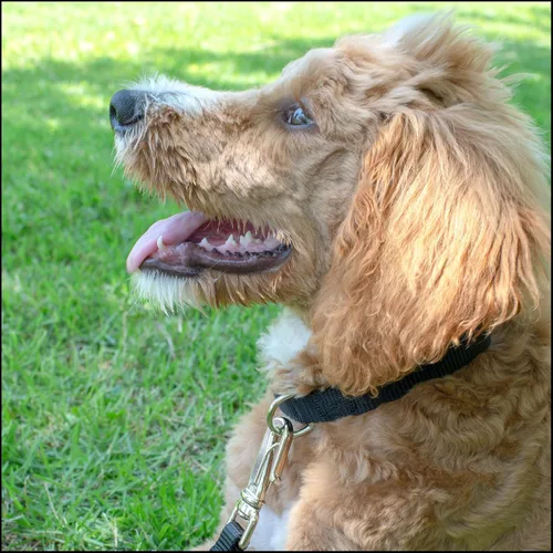 Miniatura 3 de Country Brook Petz – Collar de nailon premium para perro con hebilla de metal para razas pequeñas, medianas y grandes - 10+ colores geniales