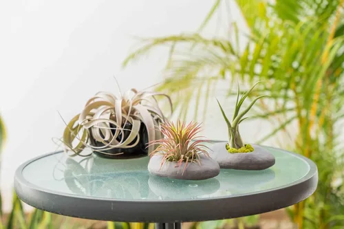 Paquete de 3 soportes de piedra de cerámica gris con plantas de aire surtidas, planta de interior y exterior de Tillandsia viva, al por mayor y a