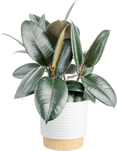 Costa Farms Planta de goma burdeos, árbol ficus elastica vivo para interiores en maceta de vivero, mezcla de tierra para maceta, regalo para Maceta