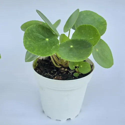 Miniatura 4 de Planta de dinero china viva (Pilea Peperomioides) Disponible en maceta de vivero de 2.5 pulgadas y 4 pulgadas o añade nuestra maceta geométrica