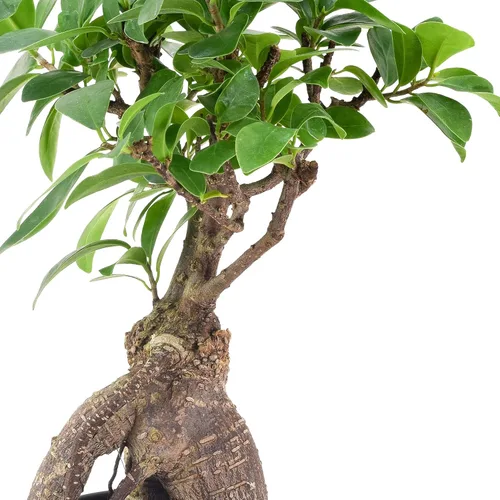 Miniatura 3 de Arcadia Garden Products LV61 Ginseng Ficus Live - Planta bonsái de interior en maceta de plástico de 4 pulgadas, verde, **Vendido por Amazon