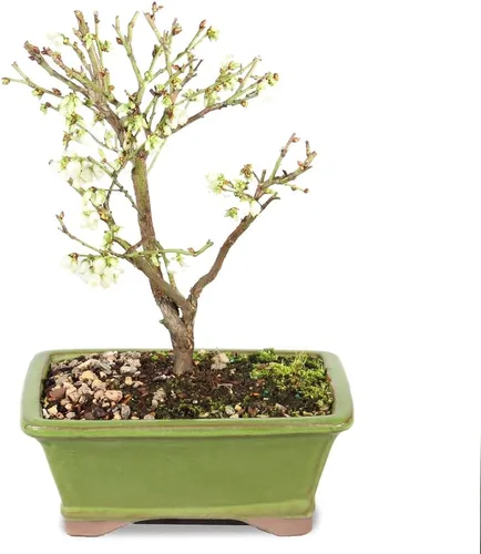 Brussel's Bonsai Árbol bonsái de arándanos enanos vivos, pequeño, 4 años, 6 a 8 pulgadas de alto, árbol bonsái vivo para exteriores con maceta de