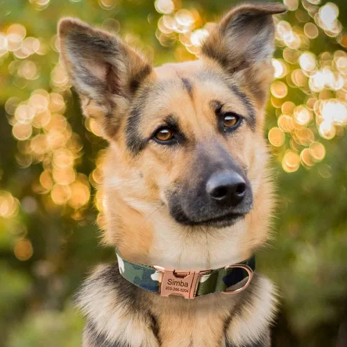 Miniatura 4 de Collar personalizado para perro con hebilla metálica - Collares para mascotas personalizados con nombre y número de teléfono (Bohemio)