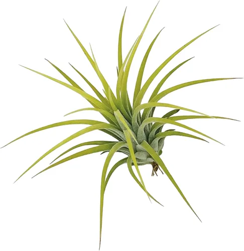 Miniatura 3 de ragnaroc Plantas de aire – Druida Tillandsia Ionantha, Regular 2-3 pulgadas – 3 ct – Llegada viva garantizada – Plantas de interior para decoración