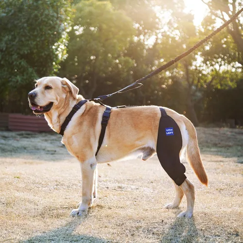 Miniatura 7 de Rodillera para perro con arnés y cinturón de conexión, ligera y elástica, soporte para pierna trasera desgarrada del ligamento cruzado anterior