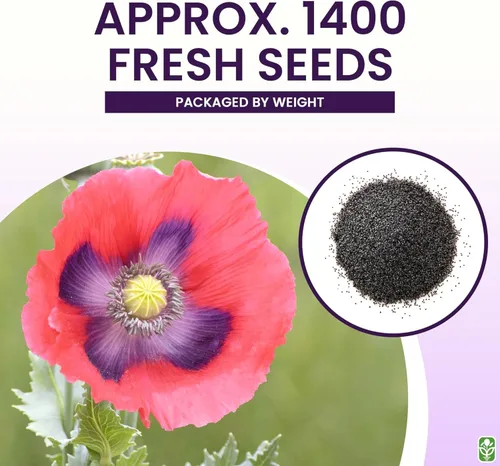 Miniatura 3 de Semillas gigantes de amapola rosa para plantar, 300 semillas de flores frescas, flores silvestres de doble floración, cultivadas en los Estados