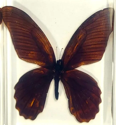 Miniatura 17 de Mariposa Bluebottle real de 2.9 pulgadas en resina de Lucite transparente, grafio, sarpedón, colección de manualidades para biología, ciencias