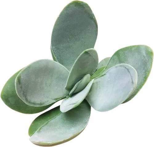 Miniatura 14 de Suculentas vivas de aloe brevifolia de 2 pulgadas de hojas cortas, suculentas con poca luz de 2 pulgadas, suculentas vivas y saludables, ideas
