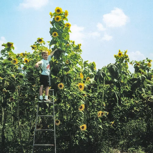 Skyscraper - Semillas de girasol, flores amarillas gigantes que florecen durante todo el verano, 50 semillas por paquete