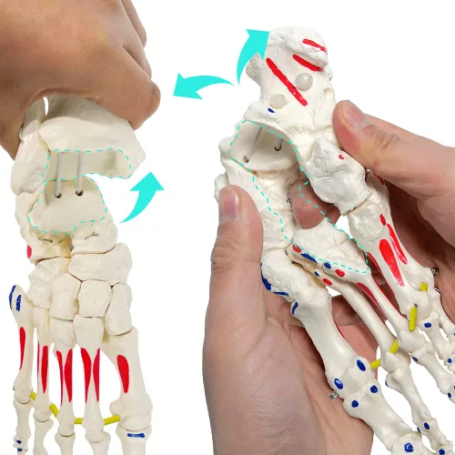 Miniatura 4 de Modelo de esqueleto de pie en elástico, con muñón tibia-peroné ensartado elástico inserciones musculares y orígenes, molde natural para una