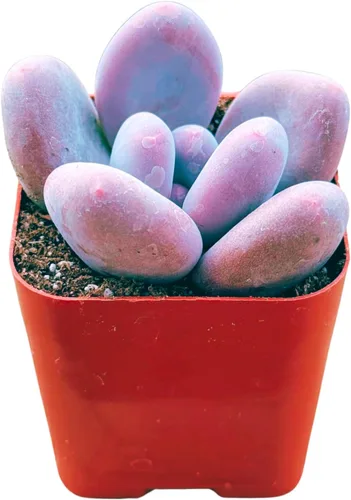 Miniatura 3 de Plantas suculentas vivas de 2 pulgadas, piedra lunar rosa Pachyphytum, mini plantas suculentas vivas, plantas de interior de fácil cuidado