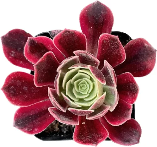 Miniatura 2 de Sprout N Green Aeonium - Vestido de novia blanco, maceta viva rara suculenta en maceta de 2 pulgadas, planta de casa real para recuerdos de fiesta