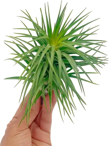 Miniatura 24 de ragnaroc Air Plants - Floración Tillandsia Bulbosa Belice, gigante de 7-9 pulgadas, 1 unidad, llegada en vivo garantizada, plantas