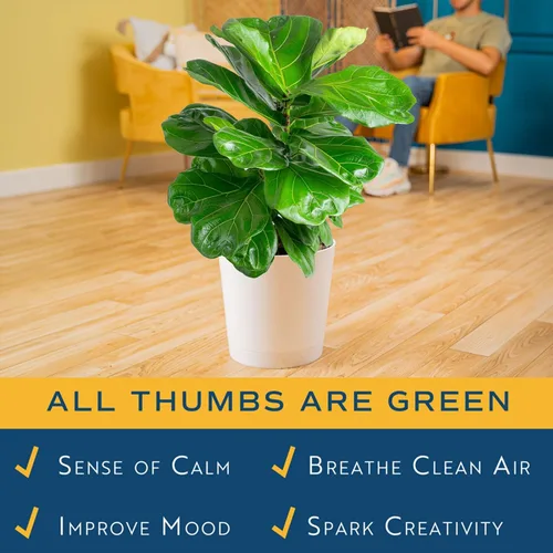 Miniatura 4 de Costa Farms Higuera de hoja de violín, planta viva de interior Ficus Lyrata en maceta moderna, planta de casa purificadora de aire, regalo