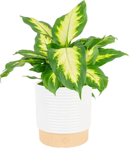 Miniatura 11 de Costa Farms Dieffenbachia, planta viva de galatea en maceta decorativa, fácil de mantener, planta de interior perfecta para el hogar, habitación u