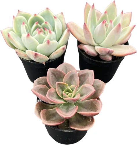 Miniatura 9 de Sprout N Green Colección de suculentas de arrastre, planta suculenta de 4 cuerdas totalmente enraizada en maceta de inicio de 2 pulgadas, decoración