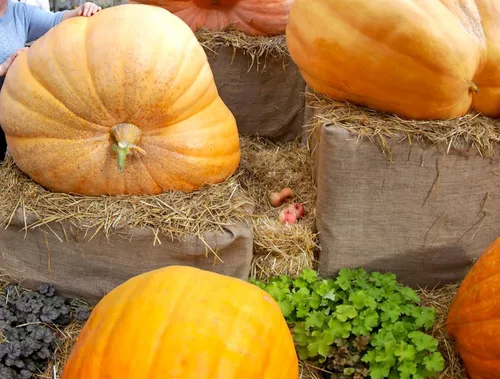 Semillas Calabaza Big Max 10 Semillas Calabaza Masiva Calabaza Gigante