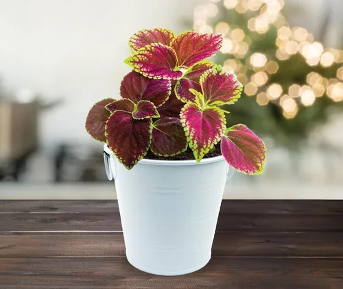 Miniatura 6 de BUZZY Seeds Coleus - Kit de cultivo de plantas de interior, cubo de jardín de metal blanco con semillas de siembra y medio de cultivo, juego