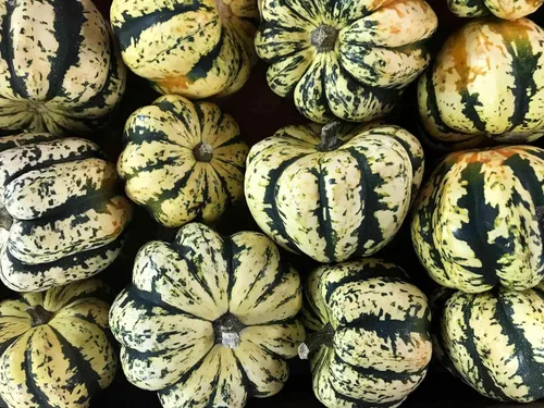 Miniatura 3 de TomorrowSeeds - Semillas de calabaza dulce de bola de masa hervida - Más de 30 unidades - para plantar carnaval bellota delicata calabaza