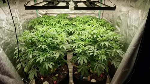 Miniatura 7 de HHNMAHN - Luz LED de crecimiento de 120 W, espectro completo, regulable para plantas de interior, lámpara colgante de cultivo de 13 x 12.5 pulgadas