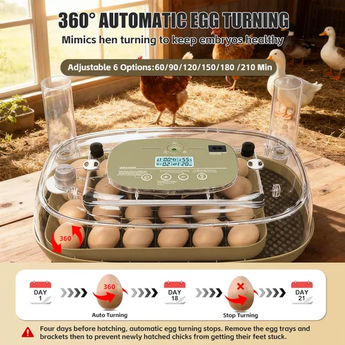 Miniatura 5 de Syluris Incubadoras para incubar huevos, incubadora de 24 huevos con giro automático de huevos y control de humedad, vela de huevos, visualización