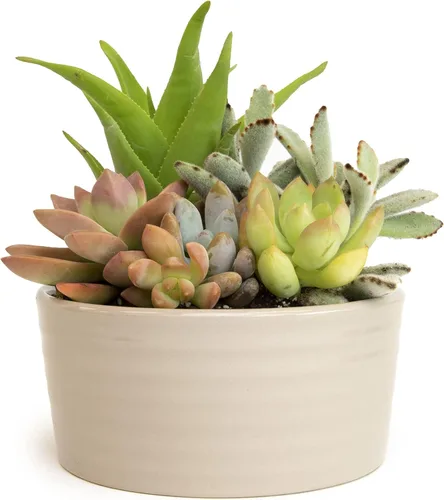 Miniatura 4 de Plantas suculentas viven en el jardín, plantas suculentas vivas, plantas vivas en maceta de color gris pardo, suculentas vivas, regalos únicos