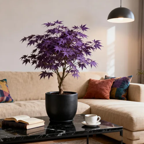 Miniatura 4 de Más de 30 semillas de árbol de arce morado para plantar, semillas raras de árbol Acer Palmatum, semillas de plantas tradicionales sin OMG