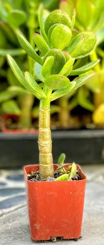 Planta de jade con raíces grandes del sur de California de 4 pulgadas de alto, suculenta cactus viva maceta (Crassula Ovata 'Lucky Money Plant')