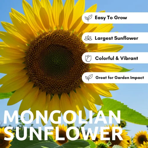 Miniatura 2 de El girasol más grande del mundo 10 semillas para cultivar Semillas de girasol mongol, enormes flores de 18 pulgadas