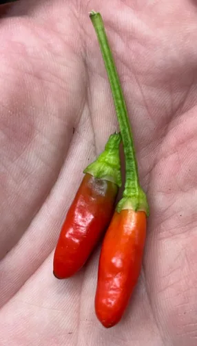 Diavolicchio Calabrian Little Devil Italian Picante Calabrese Pimiento picante de Calabria Semillas premium para plantar paquete
