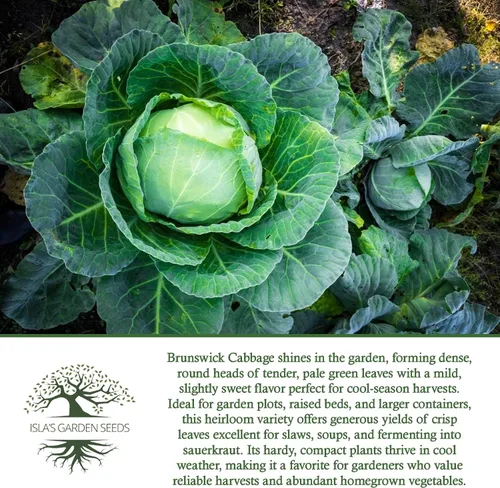 Miniatura 6 de Semillas de col Brunswick (Brassica oleracea) – Más de 300 semillas sin OMG y reliquias de Isla's Garden Seeds, cabezas verdes grandes y densas