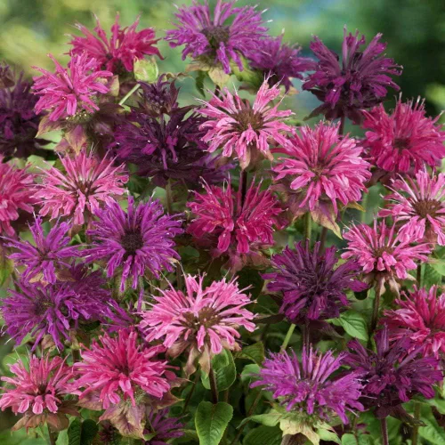 Miniatura 7 de Outsidepride Semillas de mezcla de bálsamo de abeja, 500 piezas perennes, fáciles de cultivar y aptas para polinizadores, semillas de flores Monarda