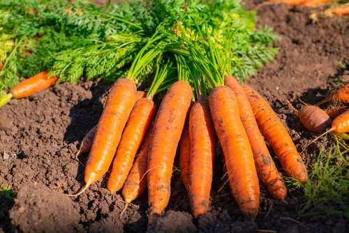 Miniatura 2 de Semillas de zanahoria Little Finger Semillas de zanahoria tradicionales y sin OMG Más de 250 semillas de vegetales para plantar jardines