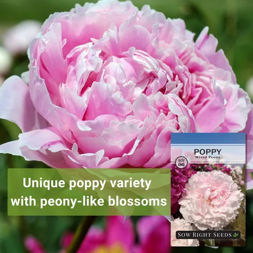 Miniatura 3 de Sow Right Seeds - Semillas mixtas de amapola de peonía para plantar - Amapolas anuales tradicionales sin OMG para jardín de flores - Floraciones