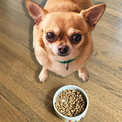 Miniatura 5 de SPOT Best Friends - Plato de comida para mascotas, cuenco de cerámica para alimentos o agua para mascotas, ideal para perros pequeños, apto