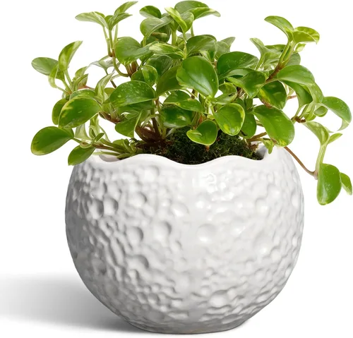 Miniatura 17 de Macetas de Cerámica Thirtypot - Maceta de 4 Pulgadas con Agujero de Drenaje, Macetas Pequeñas para Plantas de Interior y Exterior, Maceta Redonda