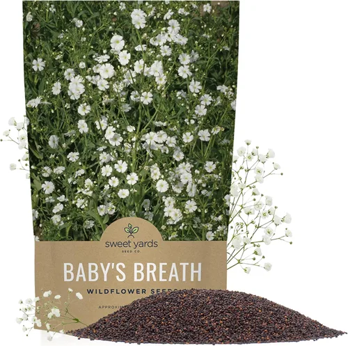 Semillas de Gypsophila elegans de Baby's Breath vistosas – Bolsa a granel de un cuarto de libra – Más de 80.000 semillas de flores silvestres no