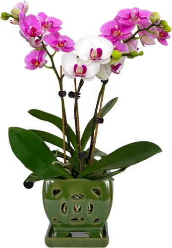 Miniatura 14 de W&W Maceta de orquídeas con agujeros y platillo para trasplantar, azul, 6.5 pulgadas