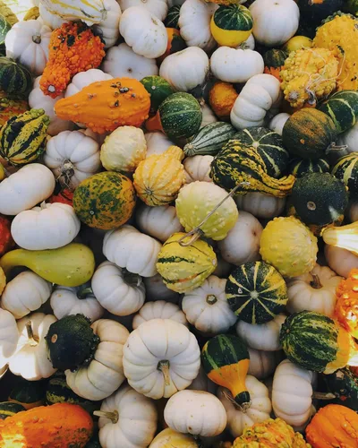 Miniatura 8 de Mini Magical Mix" - Semillas decorativas pequeñas de mezcla de calabaza y calabaza – Más de 10 pequeñas variedades decorativas de calabaza