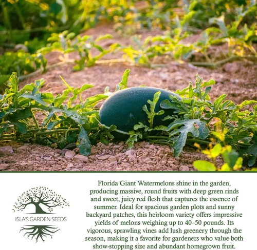 Miniatura 6 de Cultiva enormes sandías gigantes de Florida, más de 25 semillas de reliquia sin OMG de Isla's Garden Seeds, melones masivos de 40 a 50 libras