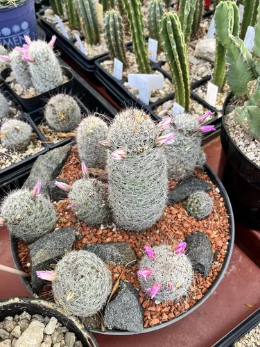 Miniatura 6 de Tierra de arcilla calcinada hortícola para bonsái, aditivo de tierra para cactus y suculentas (2.7 KG, 0.3 cm)